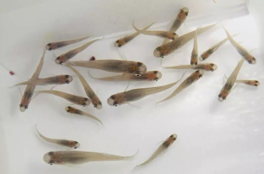 25 Live Gambusia Mosquito Fish (Koi Pond) Aquarium Feeder Fish Hardy Guppy